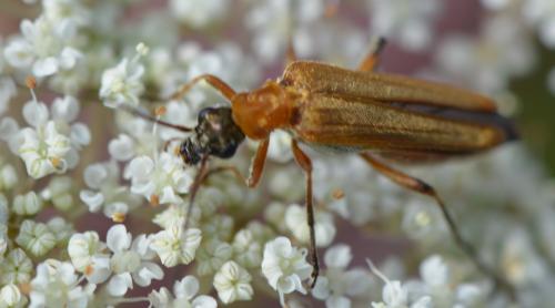 Oedemera podagrariae